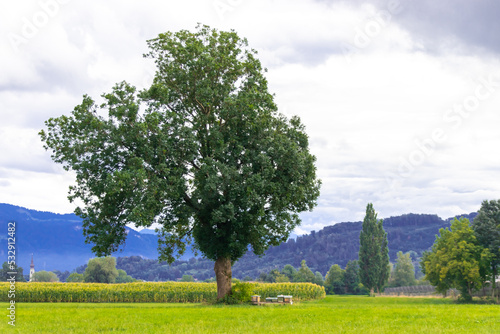 Baum in Österreich