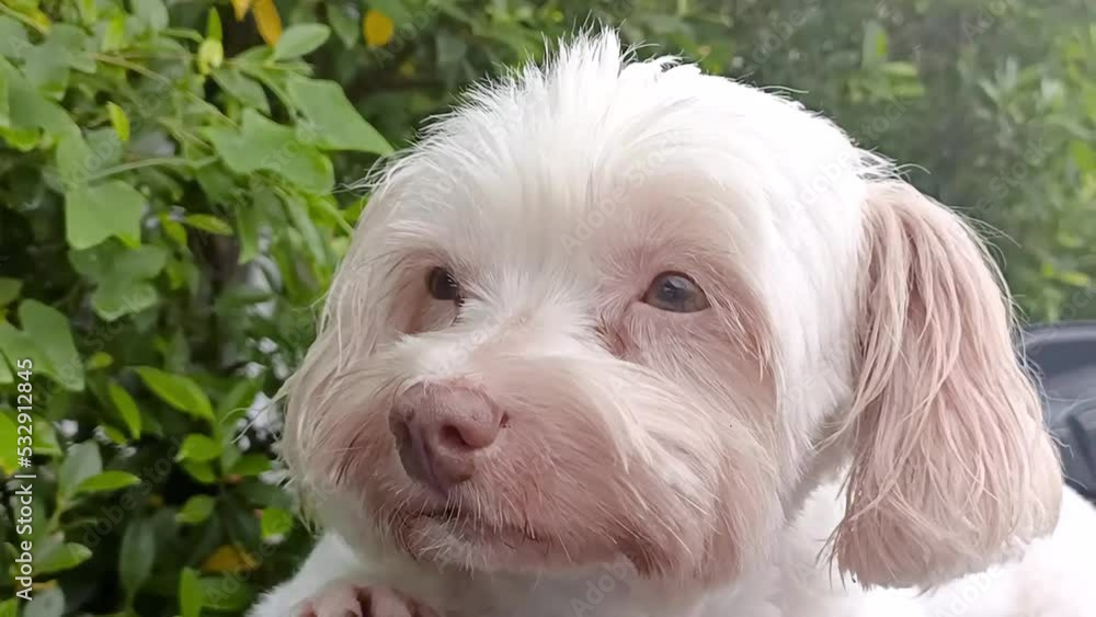 cute white dog close up cute white dog close up