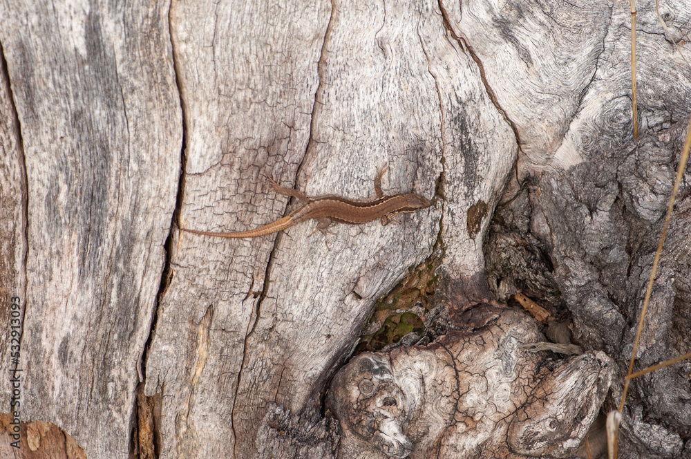 lézard des murailles sur un vieux tronc lézard des murailles sur un vieux tronc