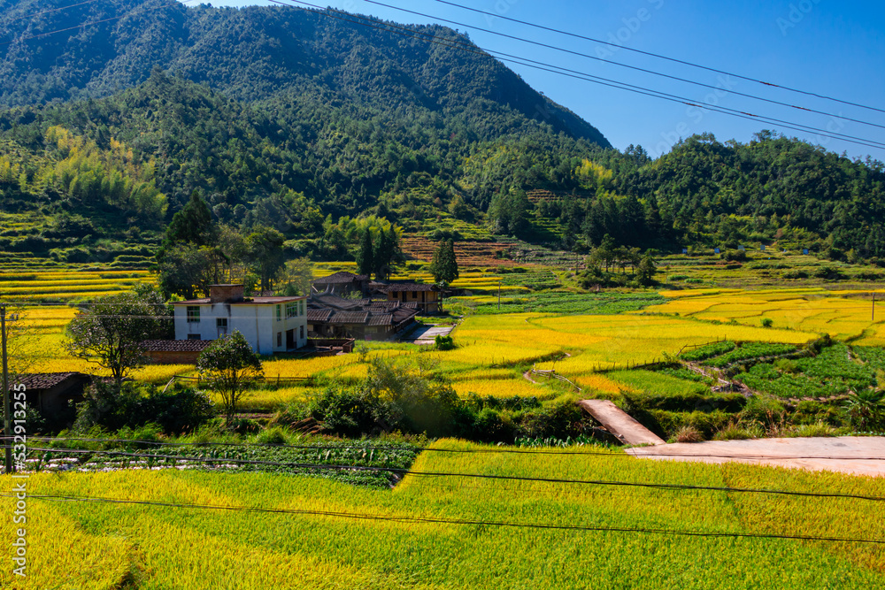 rice field in the mountains