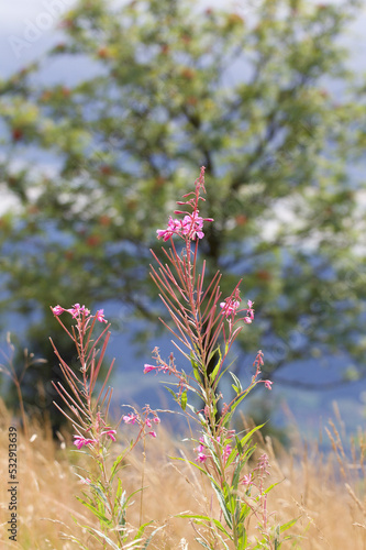 pink flower and apple tree