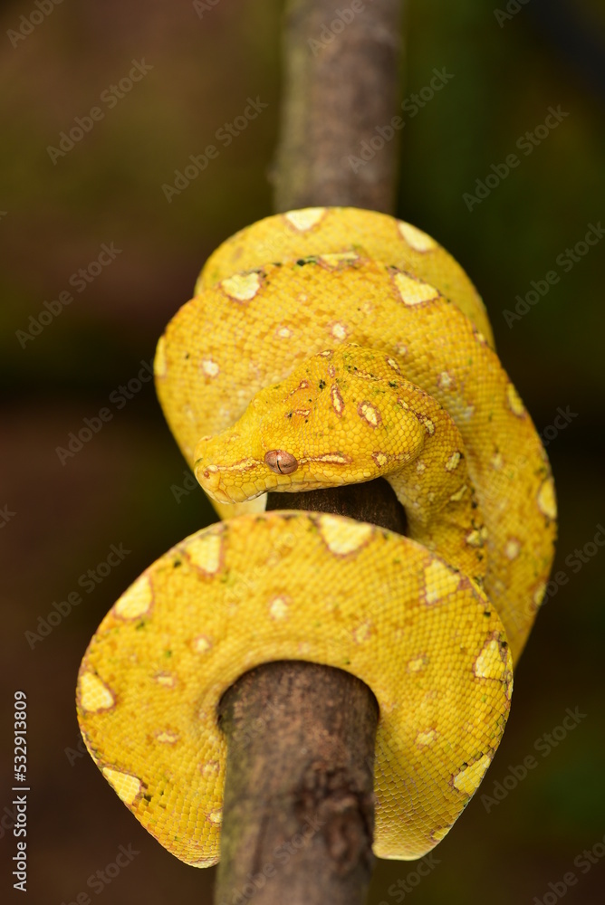 The green tree python, Morelia viridis is a species of snake in the family Pythonidae. The species is native to Papua and some islands in Indonesia The green tree python, Morelia viridis is a species of snake in the family Pythonidae. The species is native to Papua and some islands in Indonesia