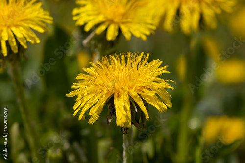 a field where a large number of yellow dandelions grow