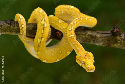 The green tree python, Morelia viridis is a species of snake in the family Pythonidae. The species is native to Papua and some islands in Indonesia