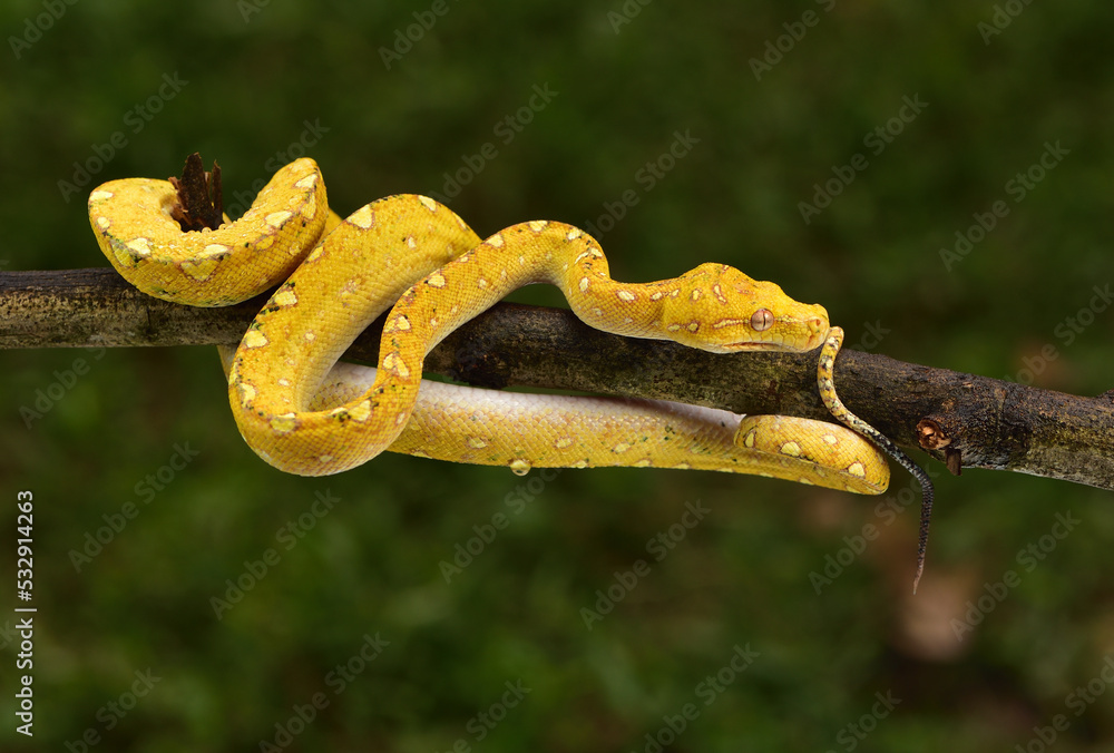 The green tree python, Morelia viridis is a species of snake in the ...