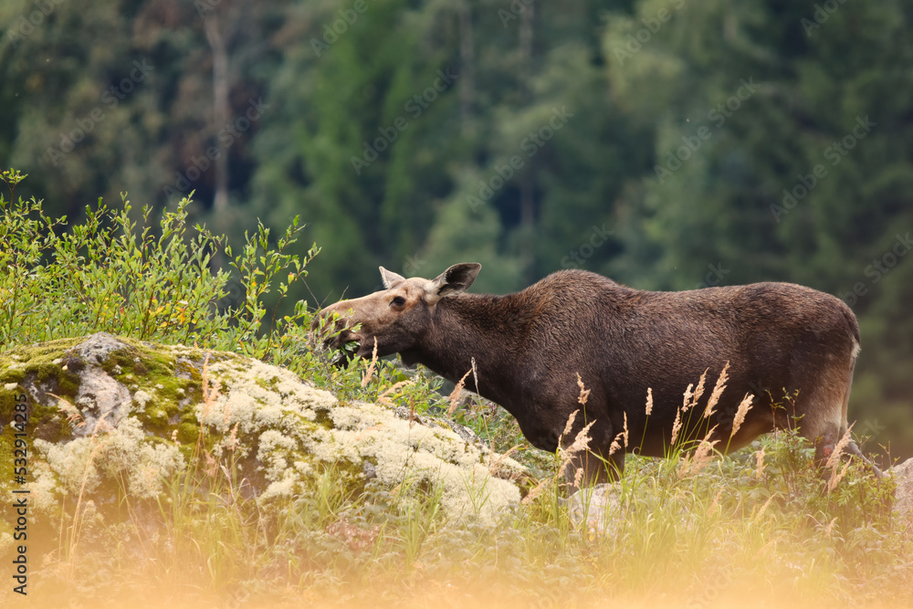 Moose (alces alces) cow feeding. Moose (alces alces) cow feeding.