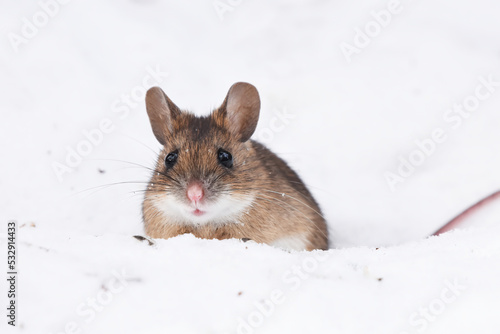 Wood mouse (apodemus flavicollis) in the snow.