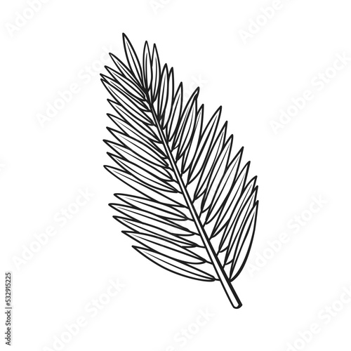Leaf of coconut palm tree from tropical beach paradise outline icon vector illustration. Hand drawn black line sketch of coco plant, branch with summer foliage, simple leaves on twig and stem