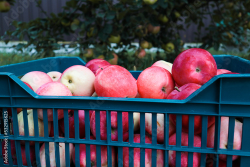 Red apple from organic farm. Harvesting in the garden. Red ripe juicy apples in a plastic box