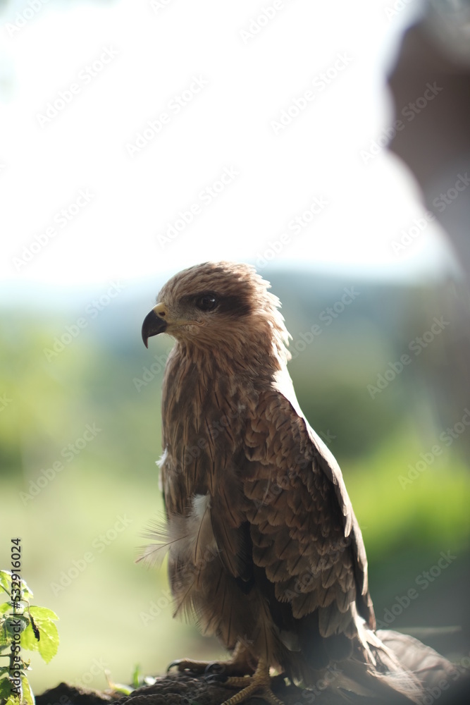 Fototapeta premium red tailed hawk