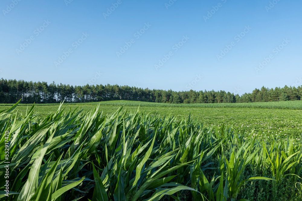 Green corn illuminated by sunlight Green corn illuminated by sunlight