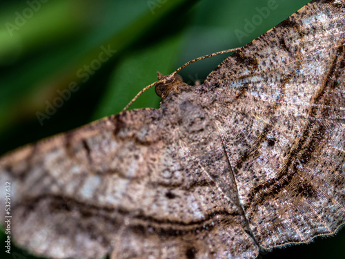 The camouflage pattern on looper moth wings