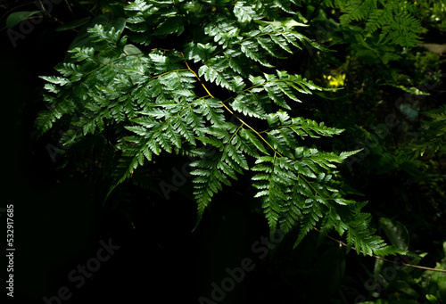 Leaves of Davallia solida Fern as green nature background photo