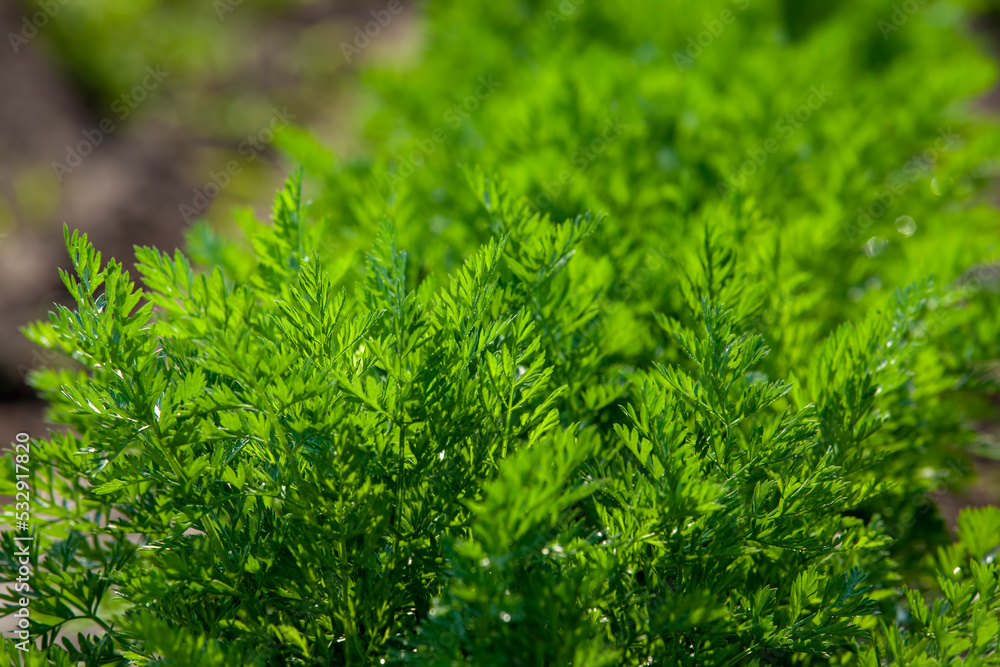 An agricultural field where a large number of carrots grow An agricultural field where a large number of carrots grow