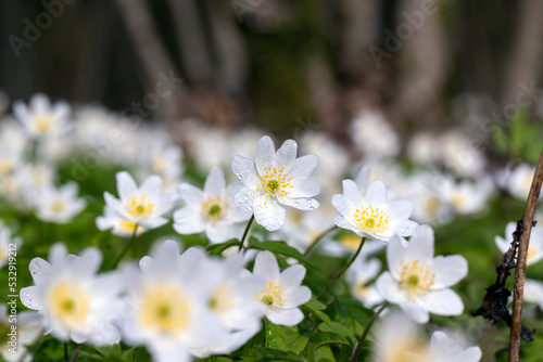 spring white flowers sprouting in the forest