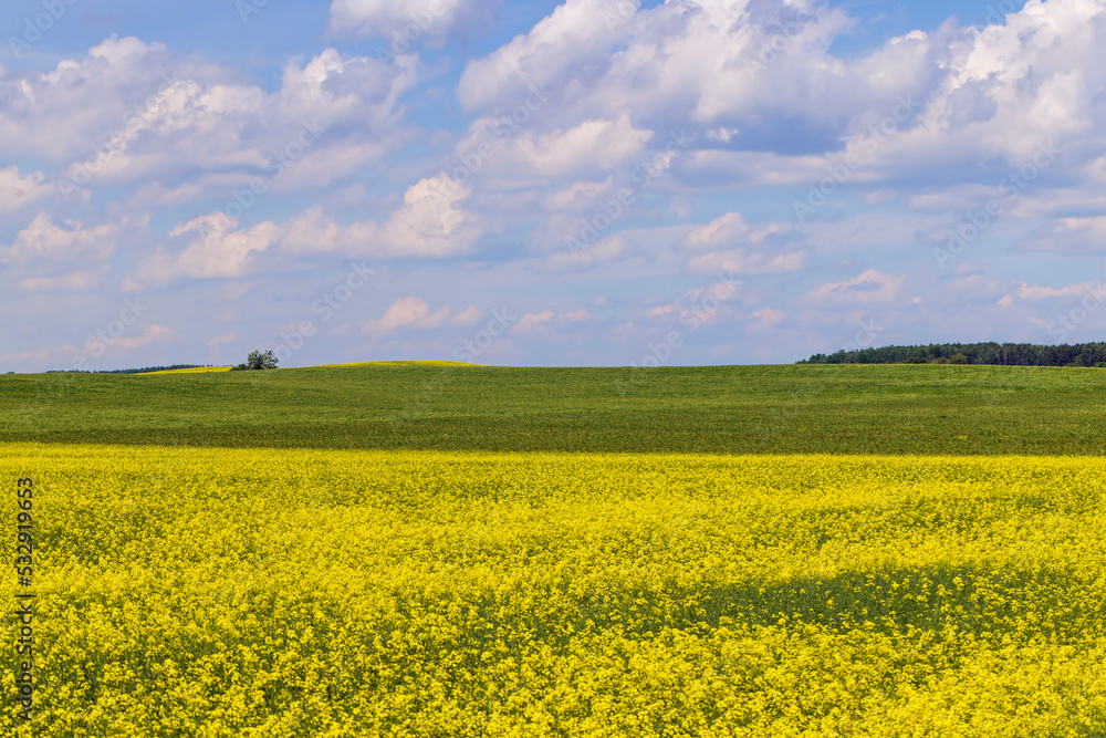 Yellow-flowering rapeseed in the summer Yellow-flowering rapeseed in the summer