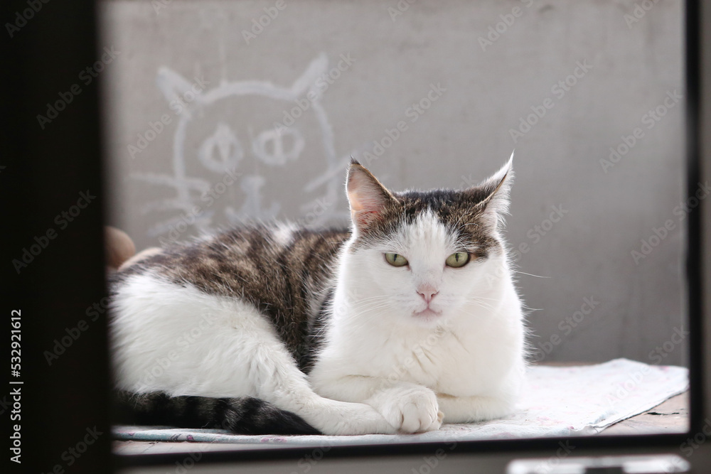 funny gray and white cat closeup photo on concrete wall background funny gray and white cat closeup photo on concrete wall background