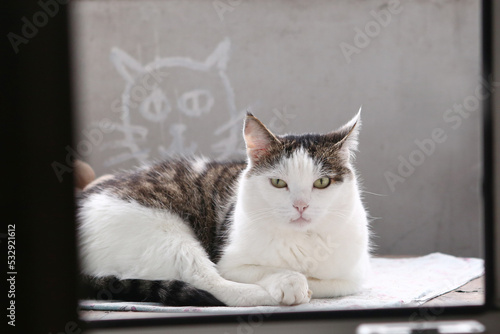 Fototapeta Naklejka Na Ścianę i Meble -  funny gray and white cat closeup photo on concrete wall background