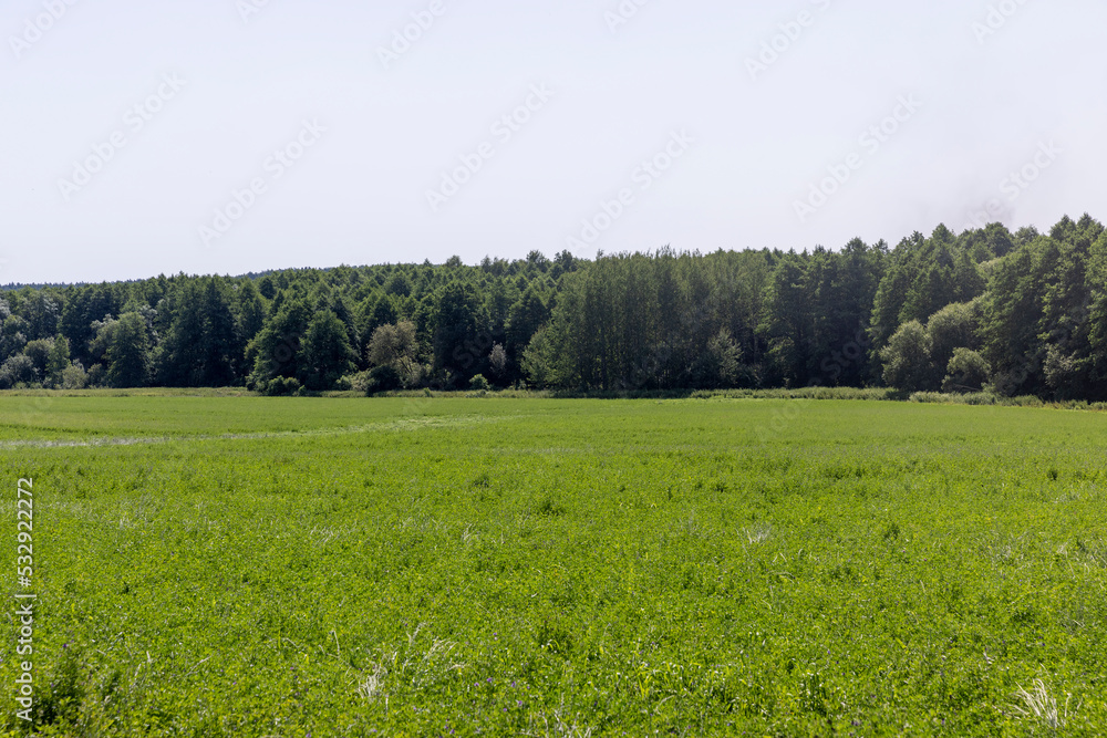 Fototapeta premium Trees growing in the forest in the summer