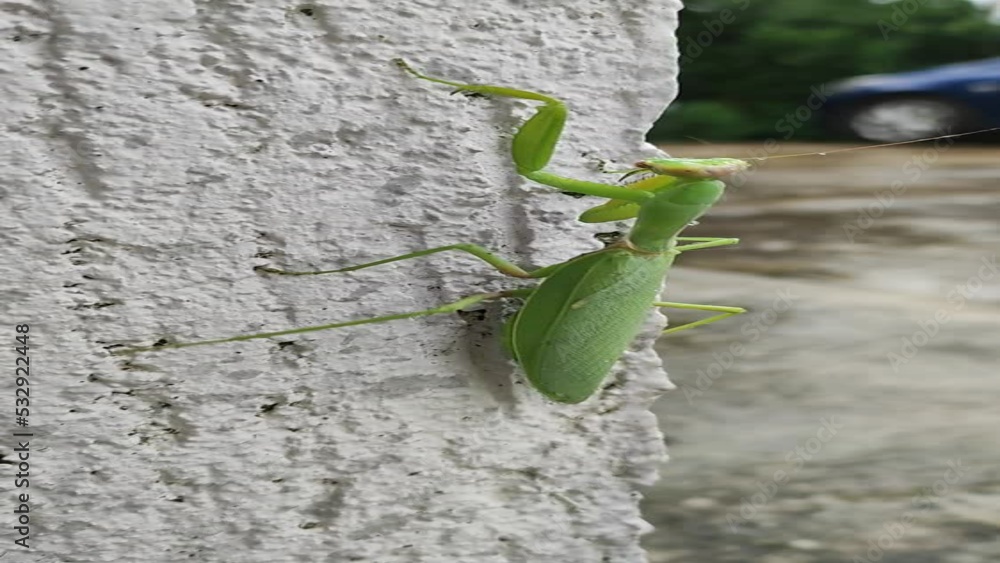 A movement of a green praying mantis on a white wall in the summer during the rain A movement of a green praying mantis on a white wall in the summer during the rain
