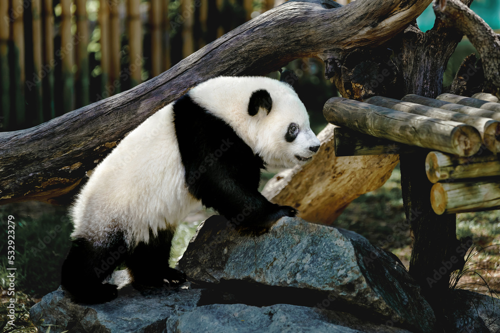 Obraz premium little panda bear climbing up the rocks at the zoo