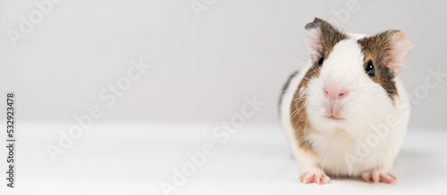 Fotografie A small guinea pig aged 2 months sits on a white background