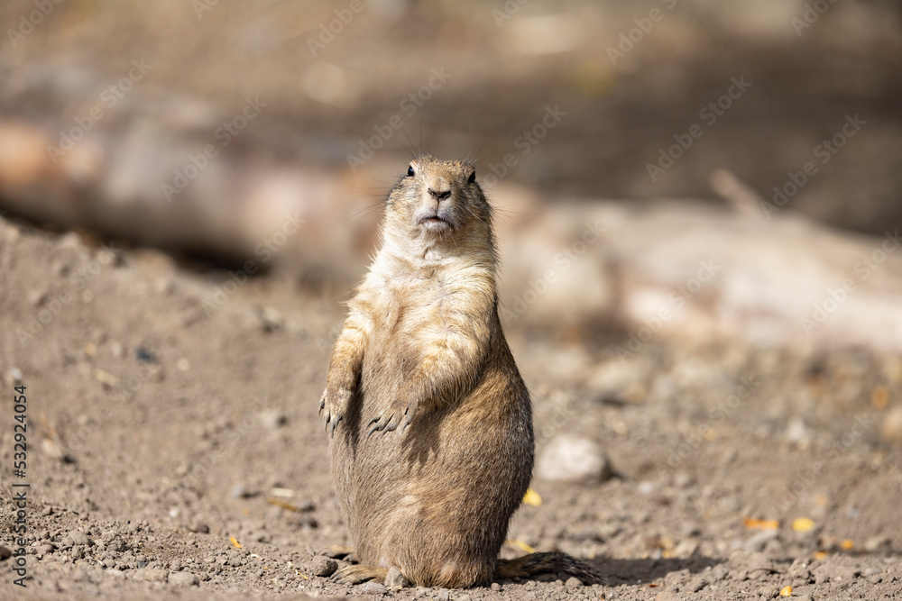 Fototapeta premium Prairie dogs are an American genus of rodents in the squirrel family.Odense zoo,Denmark,Scandinavia,Europe
