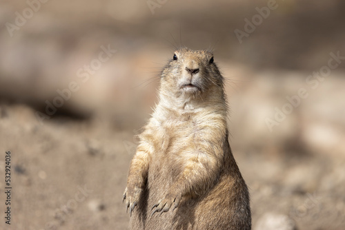 Prairie dogs are an American genus of rodents in the squirrel family.Odense zoo,Denmark,Scandinavia,Europe