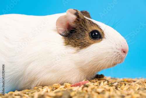 A small guinea pig sits near the feed on a blue background.