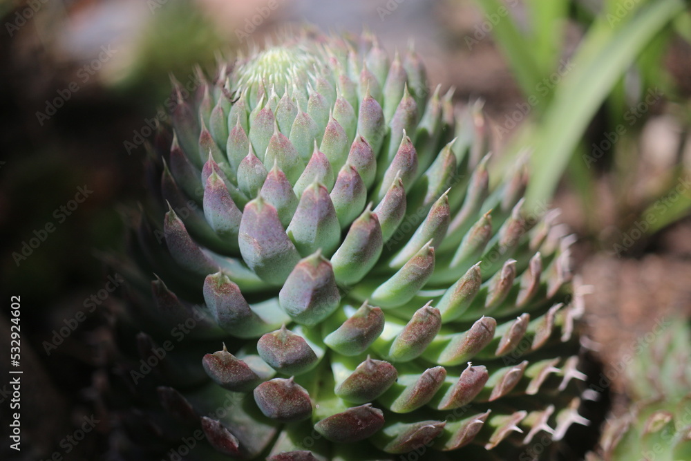 rojnikowiec mongolski Orostachys mongolei rojnikowiec mongolski Orostachys mongolei