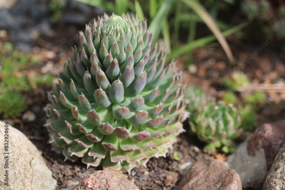 rojnikowiec mongolski Orostachys mongolei rojnikowiec mongolski Orostachys mongolei