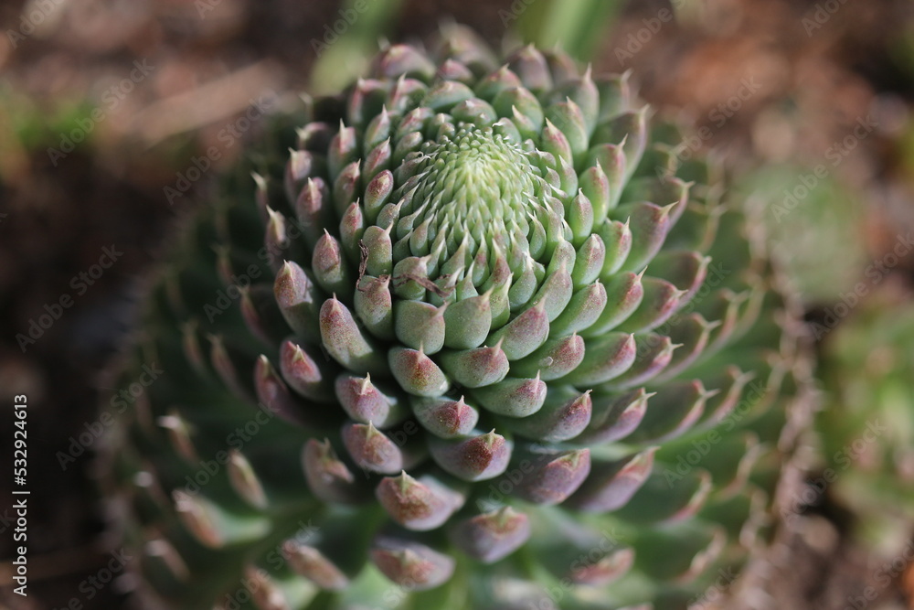 rojnikowiec mongolski Orostachys mongolei rojnikowiec mongolski Orostachys mongolei