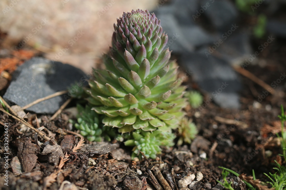 rojnikowiec mongolski Orostachys mongolei rojnikowiec mongolski Orostachys mongolei