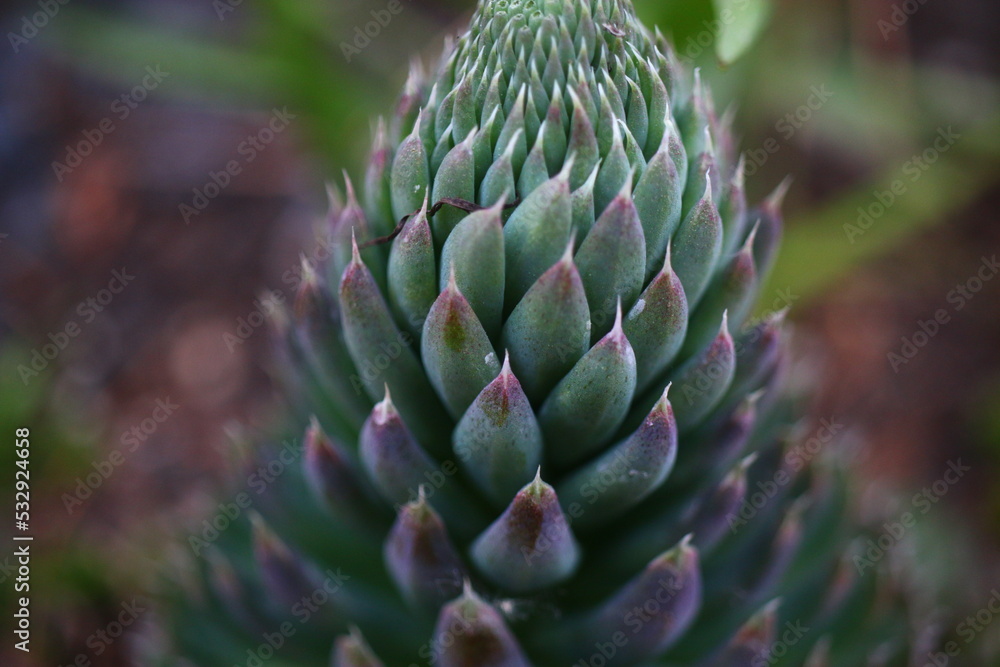 rojnikowiec mongolski Orostachys mongolei rojnikowiec mongolski Orostachys mongolei