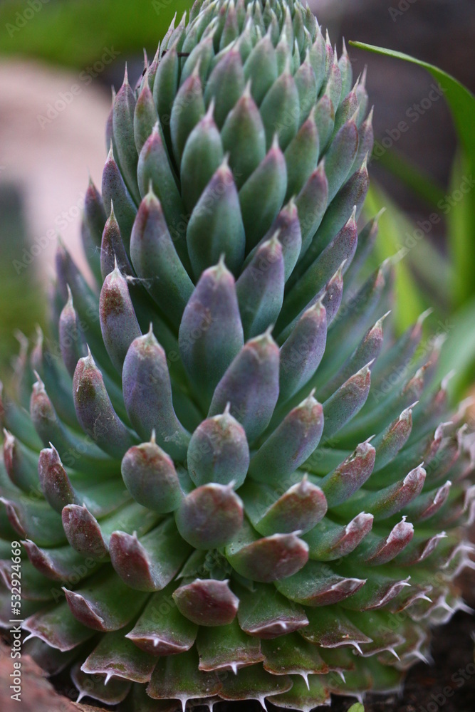 rojnikowiec mongolski Orostachys mongolei rojnikowiec mongolski Orostachys mongolei