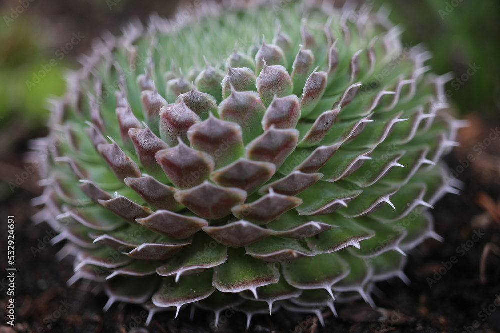 rojnikowiec mongolski Orostachys mongolei rojnikowiec mongolski Orostachys mongolei