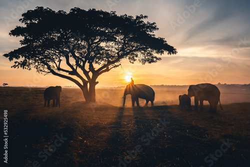 Photography Young man riding on the back of an elephant at beautiful sunrise in the morning for working