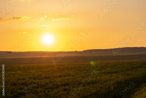 A field at sunset with flying insects