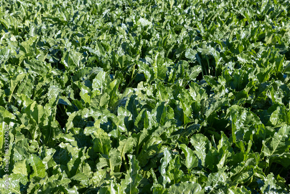 Green tops of sugar beet in the field Green tops of sugar beet in the field
