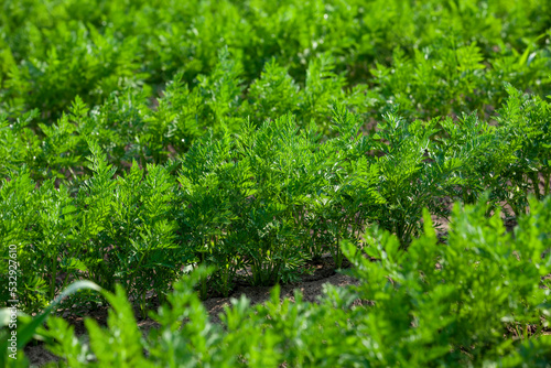 An agricultural field where a large number of carrots grow