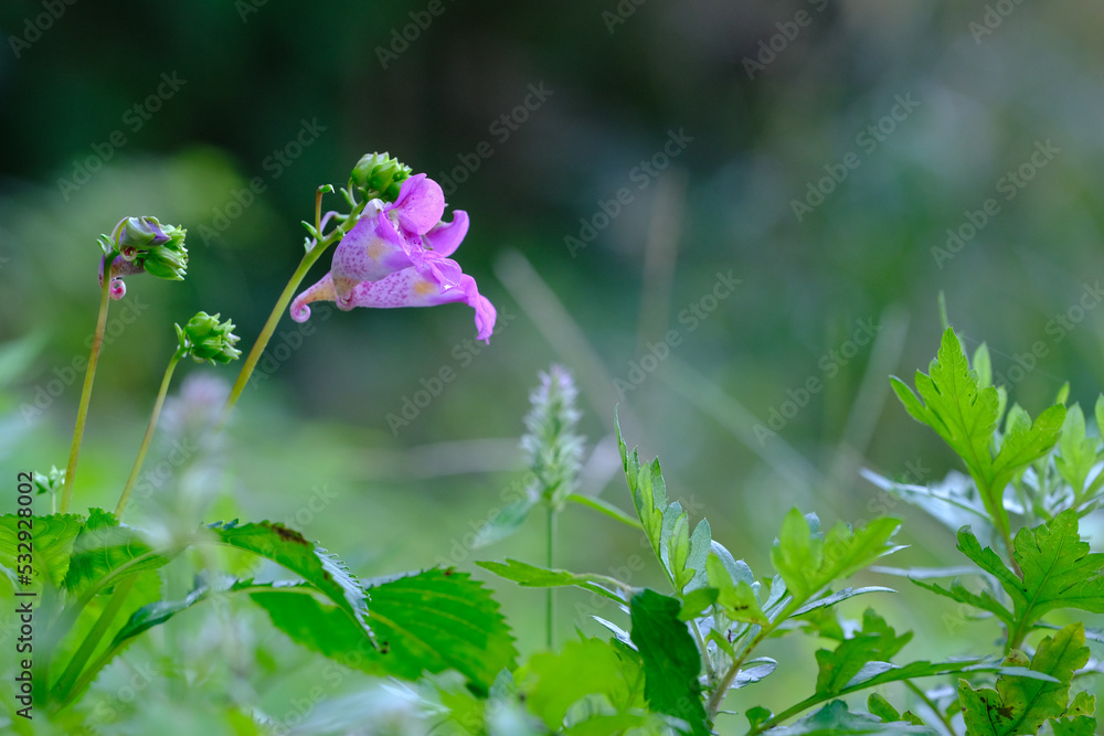 Fototapeta premium ツリフネソウの花