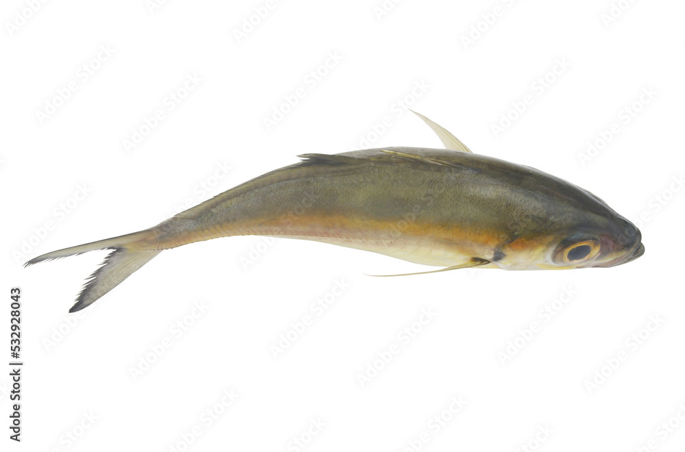 Top view of bigeye scad fish isolated on white background. Top view of bigeye scad fish isolated on white background.