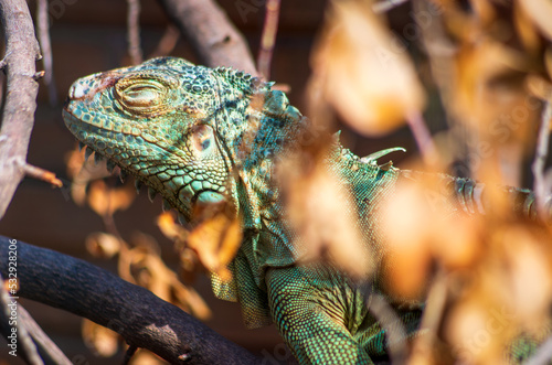 Fotografiet Green iguana on a branch