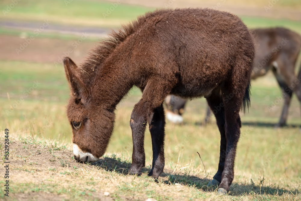 Young small brown donkey on a livestock farm Young small brown donkey on a livestock farm