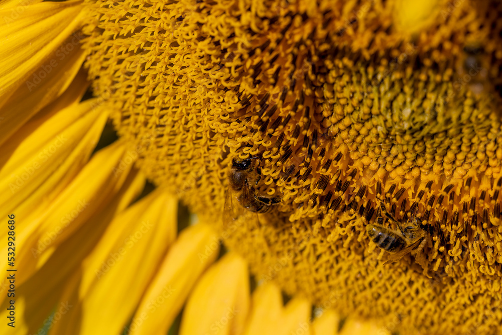 Sunflower field with flowers and bees Sunflower field with flowers and bees
