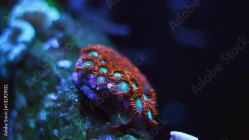 healthy colony of possibly Zoanthus sociatus, colorful polyps move in strong current, active animals grow in nano reef marine aquarium, popular pet in actinic blue LED low light, demanding species photo
