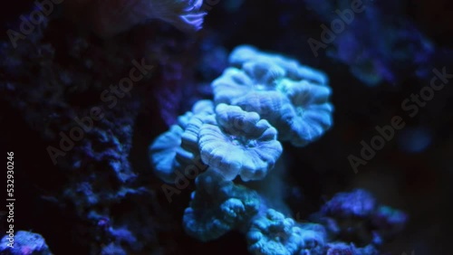 healthy trumpet coral colony move in powerful circular current of nano reef marine aquarium, organism frags of demanding species, beautiful live rock ecosystem in actinic LED blue light night mode photo