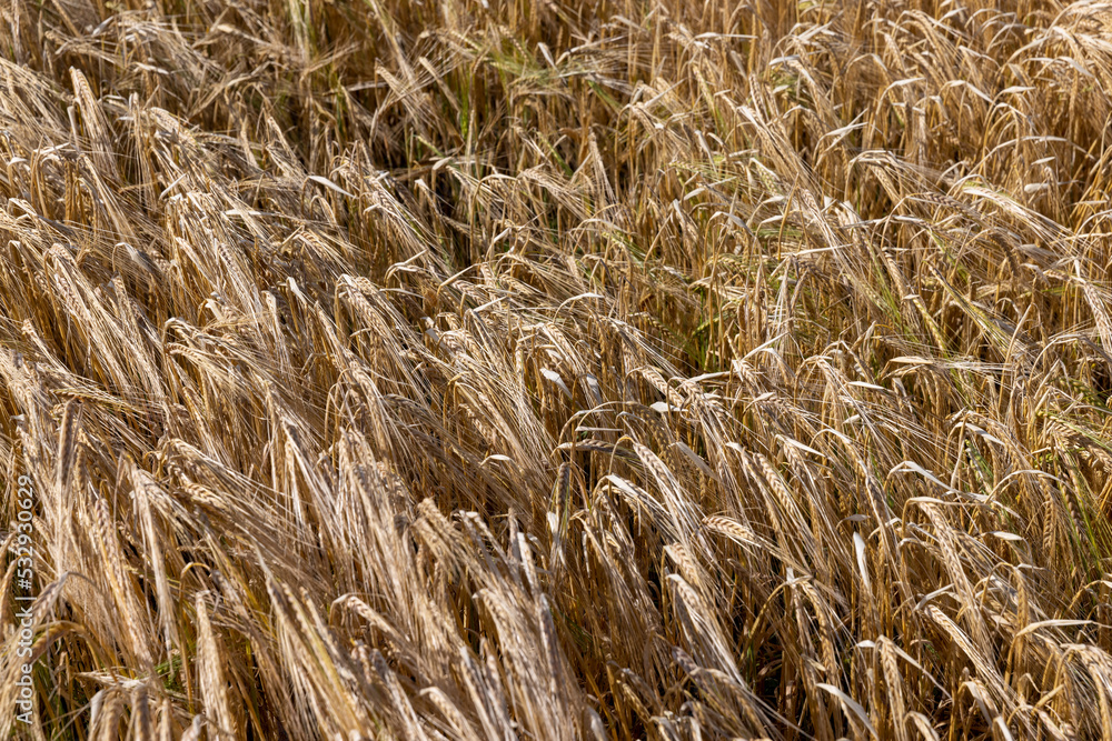 An agricultural field where wheat is grown An agricultural field where wheat is grown
