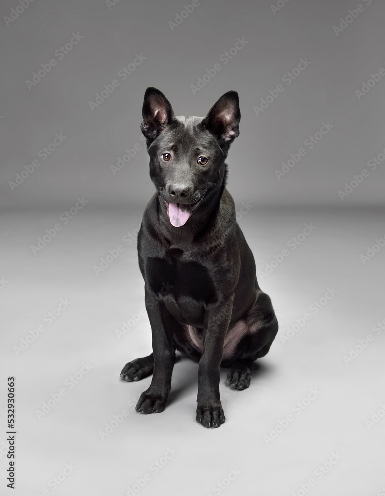Puppy of black Thai Ridgeback