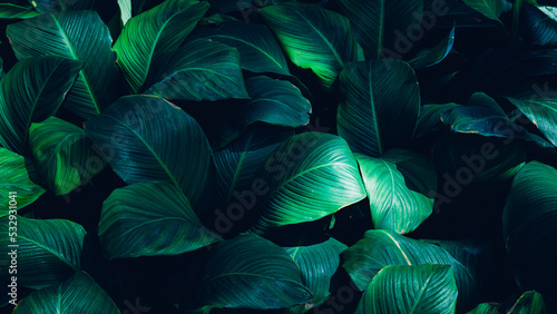 Full Frame of Green Leaves Pattern Background, Nature Lush Foliage Leaf Texture, tropical leaf © Nabodin
